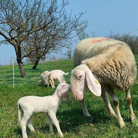 B&B Naturin - Cascina Colombaro Lauriano Exteriér fotografie
